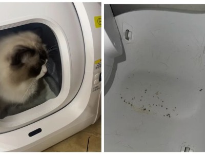 AI养宠神器，收割年轻人